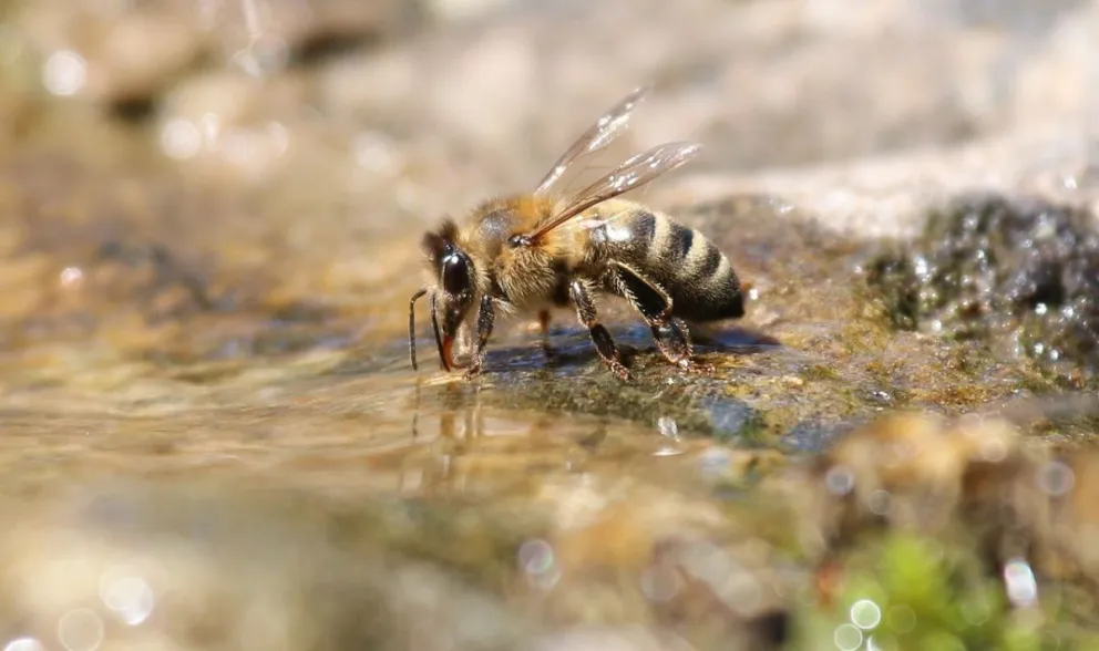 Según estudio: las abejas saben nadar y sobreviven en el agua