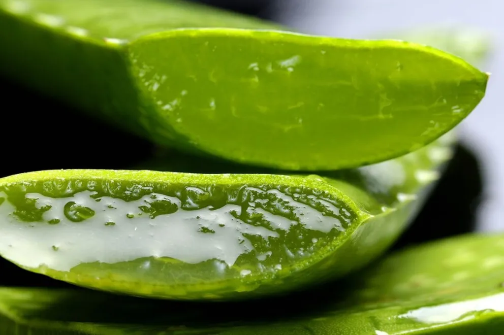Beneficios del Aloe Vera