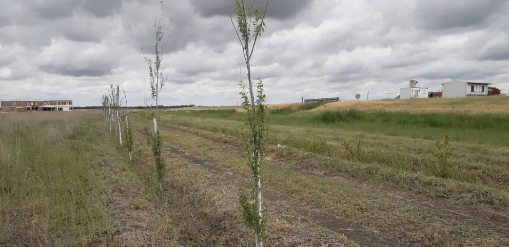 Se plantan barreras forestales en distintos puntos de la ciudad