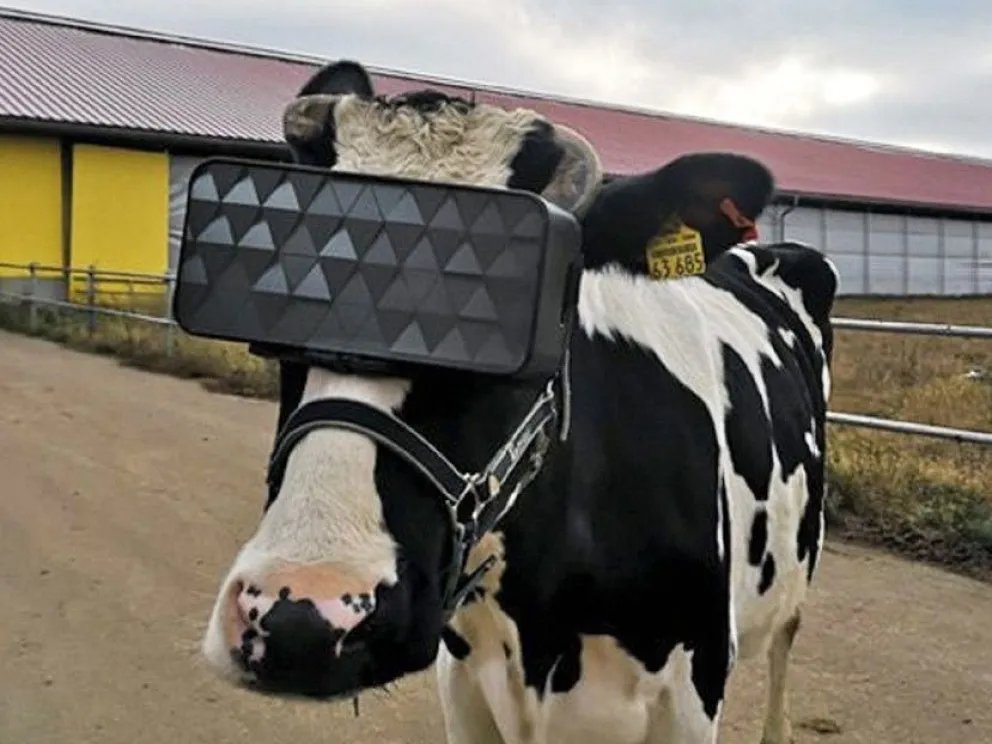 Rusia: vacas pastan en campos imaginarios gracias a lentes VR