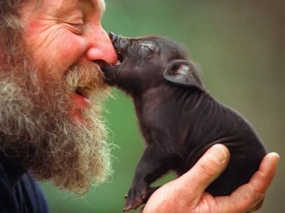 Mini pigs, las mascotas que llegaron a la Argentina y son virales