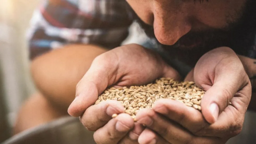 Método convierte en carbón el desecho de cebada para cerveza