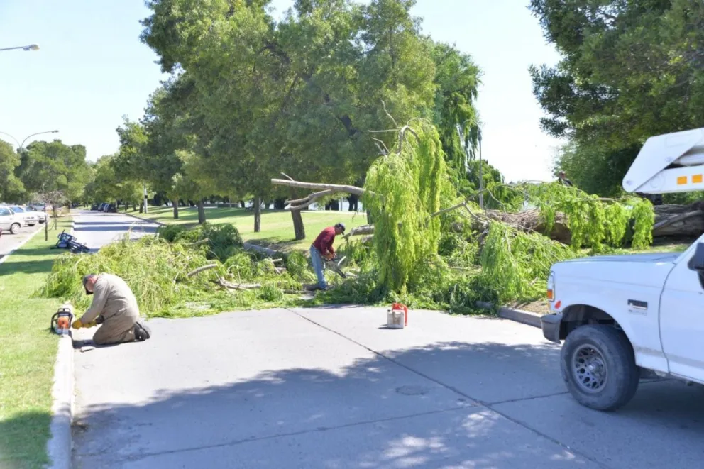 Peligro: se cayó un árbol en la costanera viedmense
