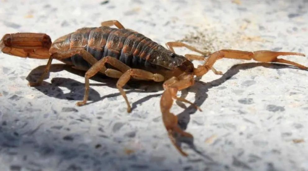 Alertan por la presencia de alacranes, arañas y serpientes
