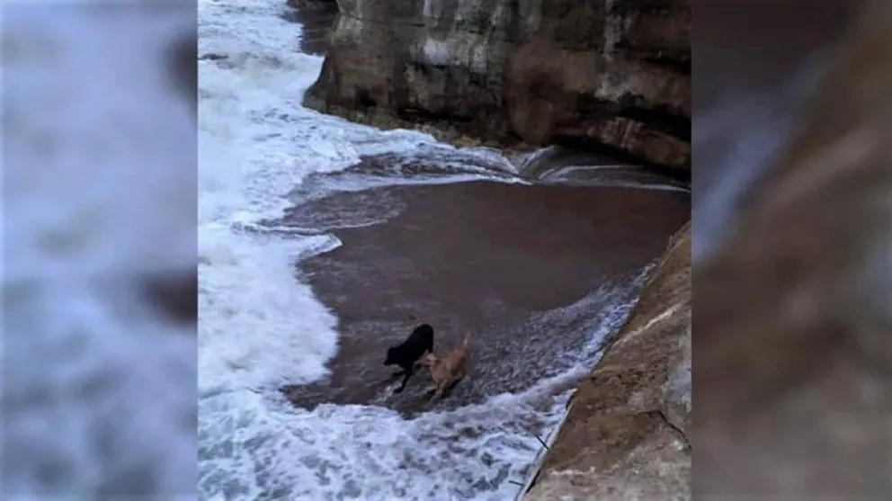 Guardavidas y pescadores salvaron a dos perros en Las Grutas