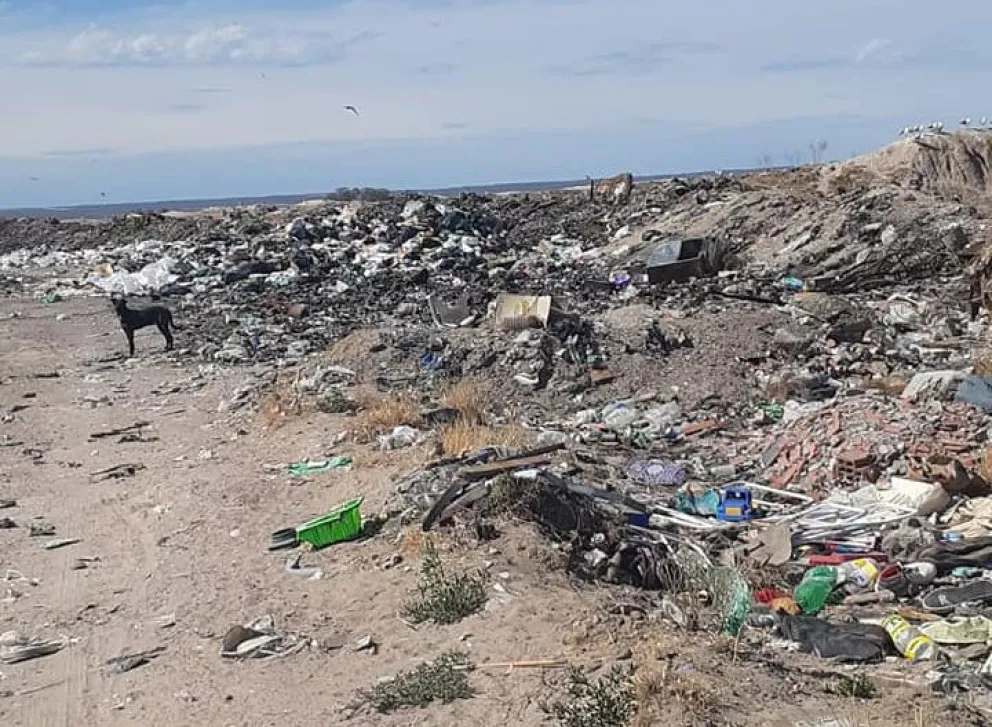 Macabro: denuncian matanza de perros en el basural de San Antonio