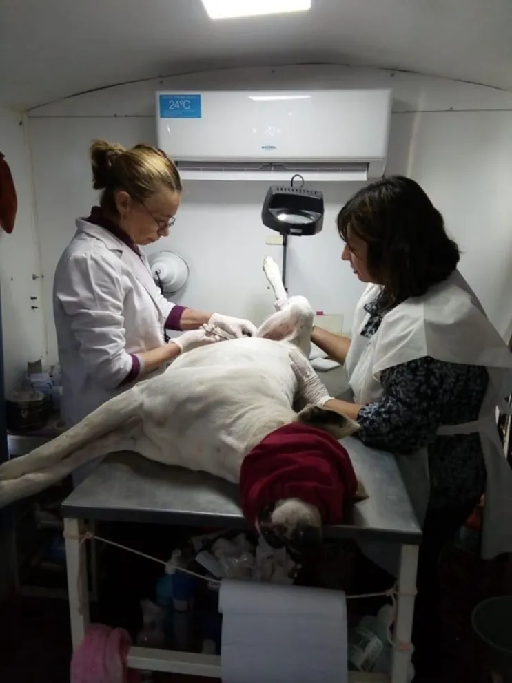 Más de 9 mil animales pasaron por el Quirófano Móvil durante 2019