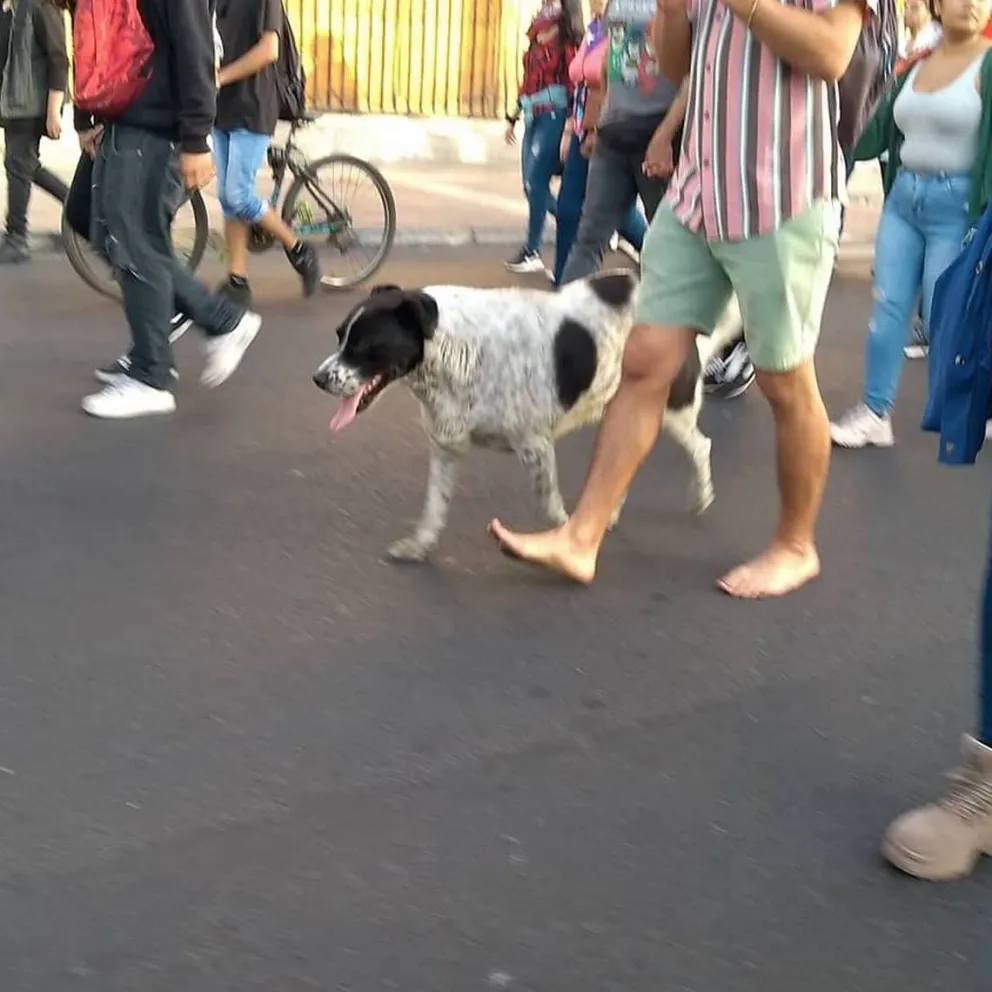 Un perro ícono de marchas fue a una veterinaria tras una protesta