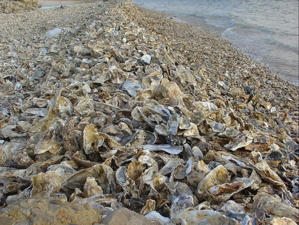 Las ostras invaden San Blas como las carpas al río Negro
