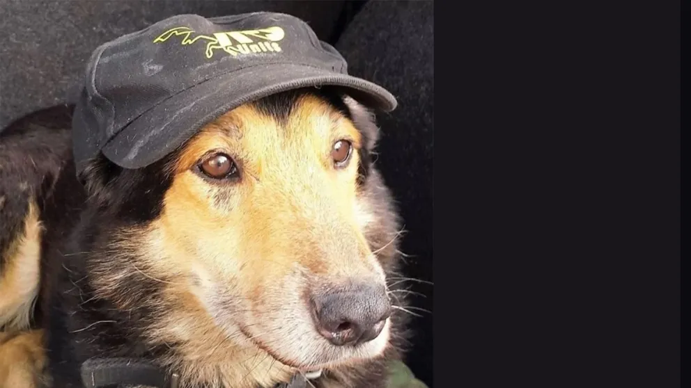 El recuerdo de Corbata, el perro maragato más famoso
