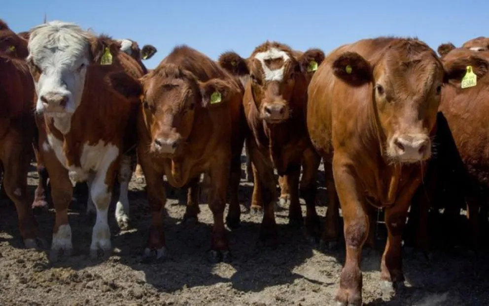 Por el clima y la crisis, se proyecta una caída del stock vacuno