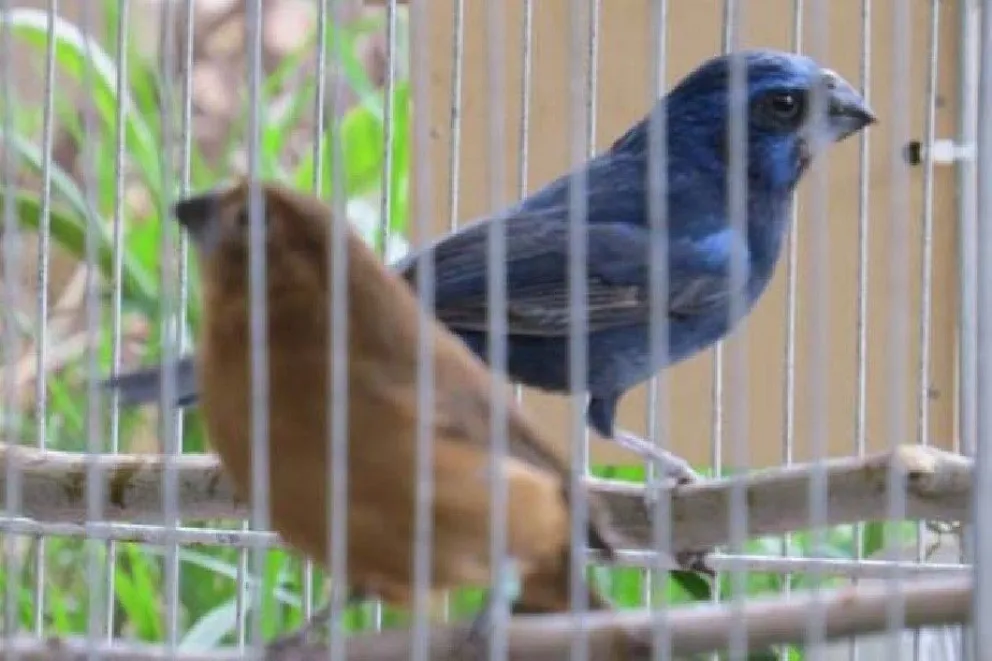 Alertan sobre los peligros de tener aves enjauladas