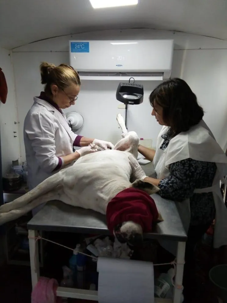 Más de 40 animales pasaron por el quirófano móvil en El Juncal