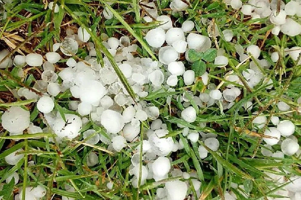 El granizo en el valle afectó a unas 2200 hectáreas