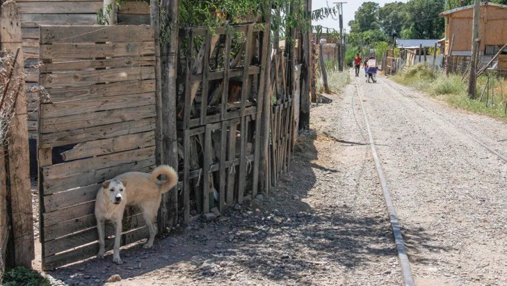 Una docena de niños se contagió de sarna de perros callejeros