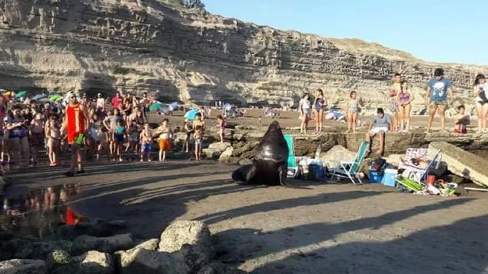 Está terminantemente prohibido bajar con mascotas en La Lobería