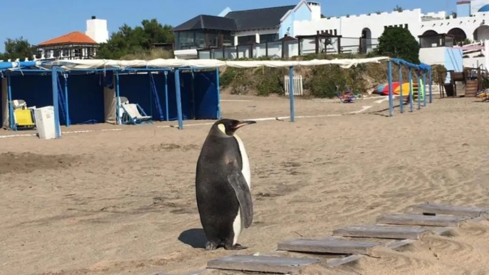 Un pingüino salió a ver cómo estaba la playa