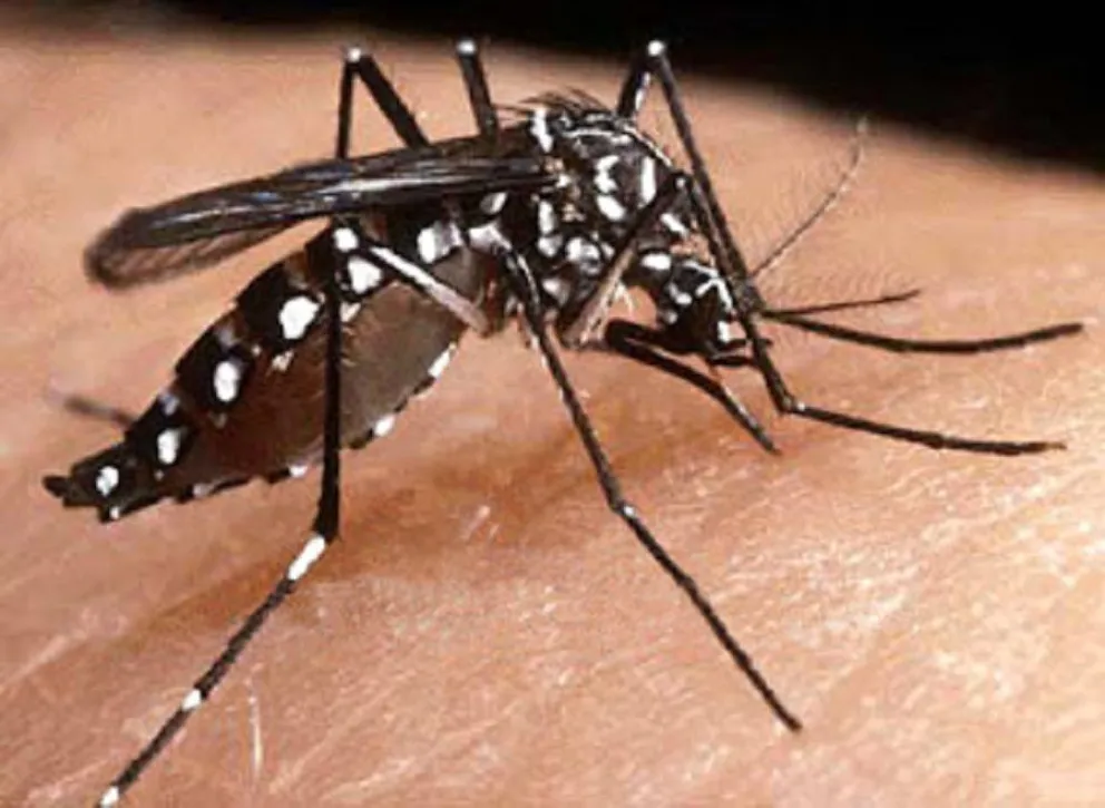 Llegó al país el dengue que causa estragos en Paraguay  