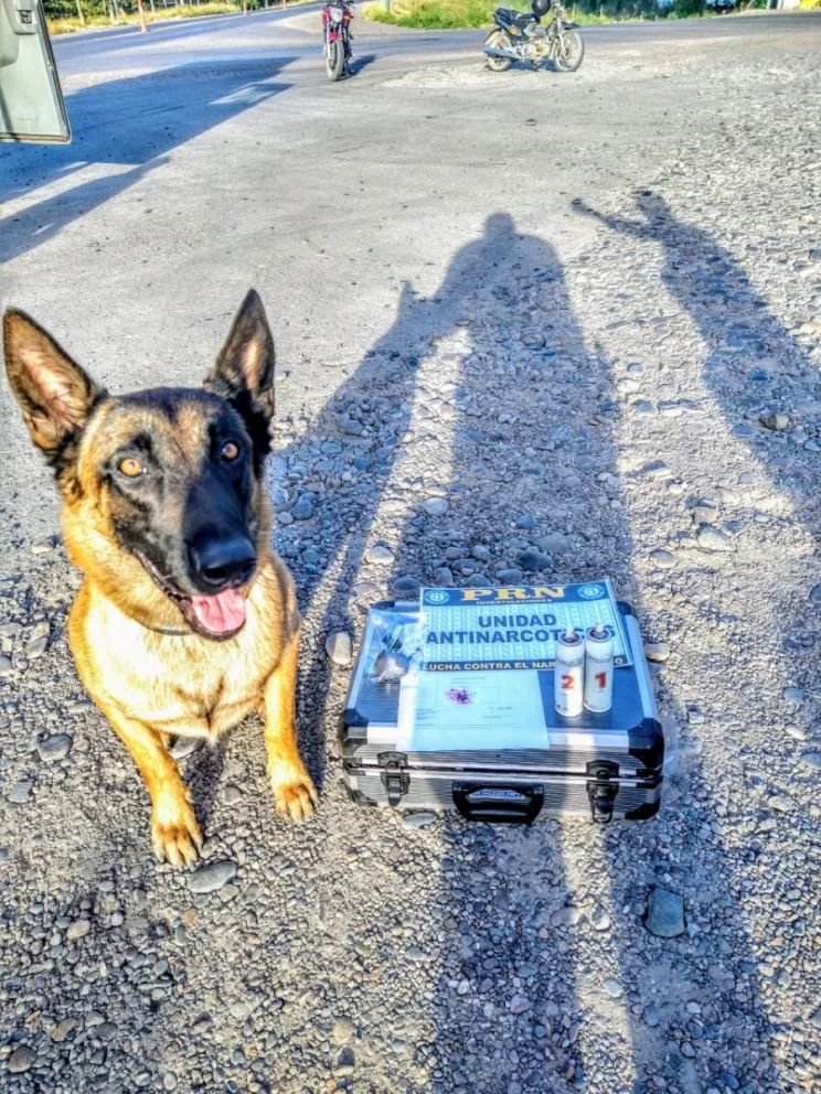 Secuestran marihuana gracias a un perro de la Policía