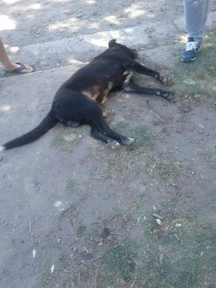 Envenenaron a más de una docena de perros en el barrio Lavalle
