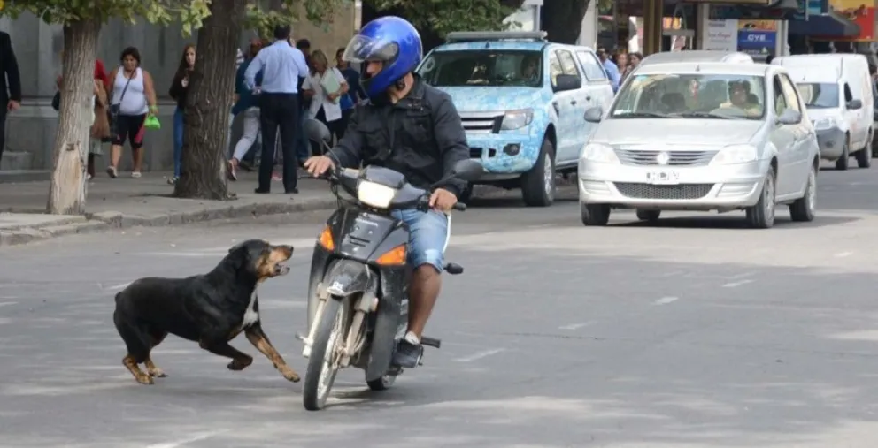 Cipolletti: Podrían implementar el rifle sanitario contra perros