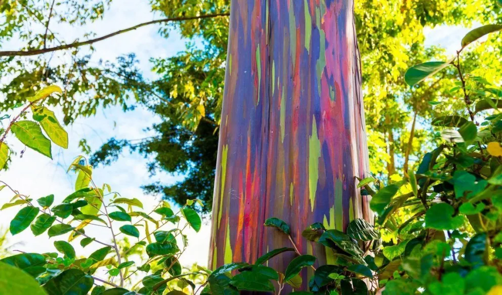 Un árbol multicolor natural decora los bosques