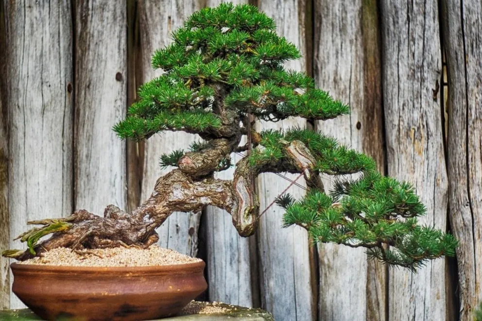 Cuidar un bonsai: aliado para la salud mental