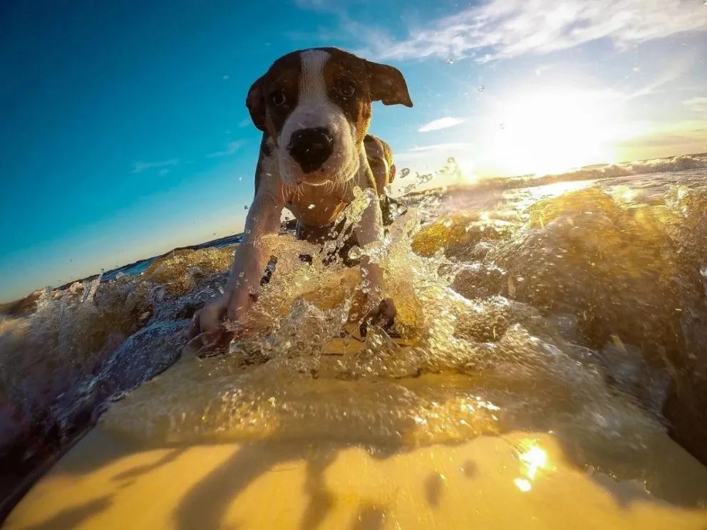 Tips para proteger a las mascotas en verano