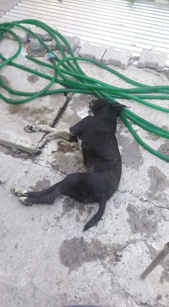 Denuncian envenenamiento de perros en las 268 Viviendas