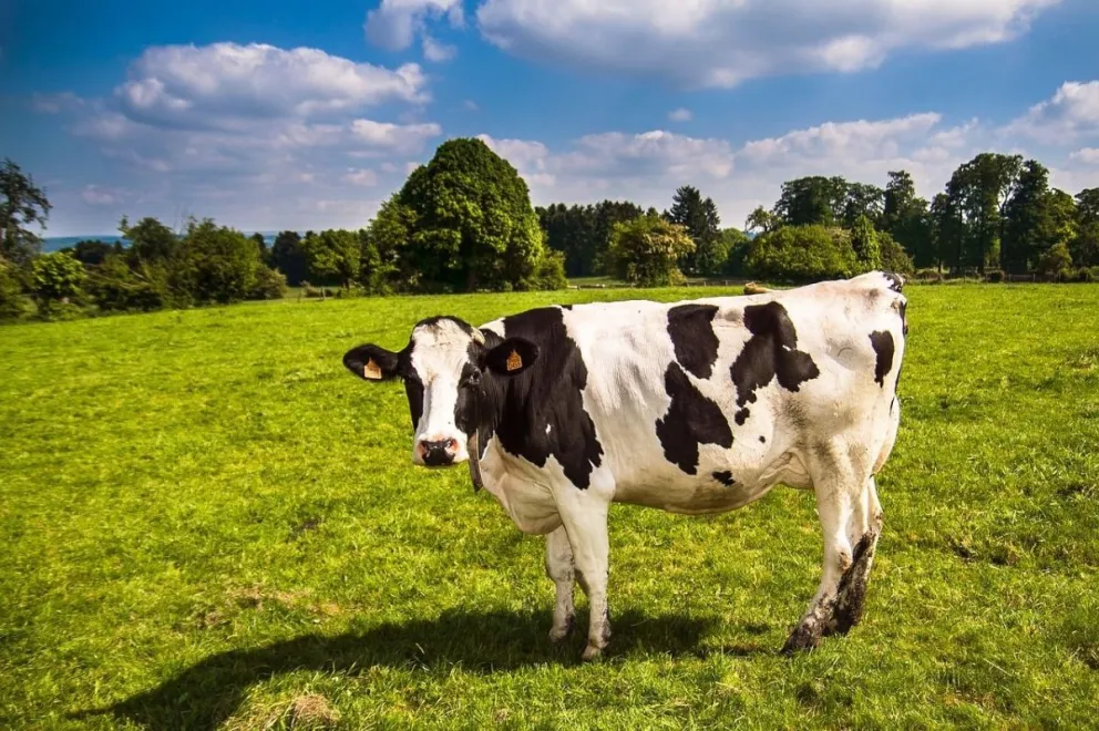 El "mu" de las vacas ¿ tiene diferentes significados?
