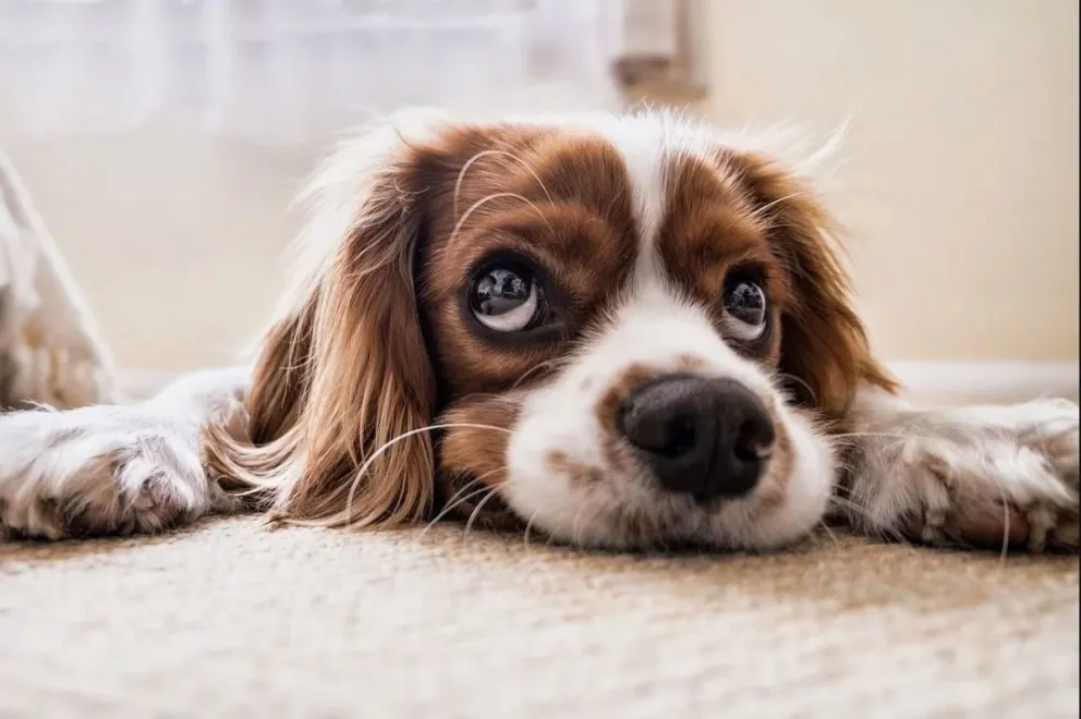 Consejos para adoptar a una mascota