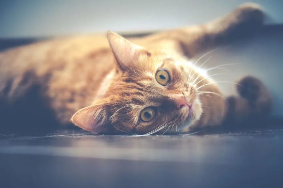 ¿Qué hay detrás de estos 6 comportamientos de los gatos?