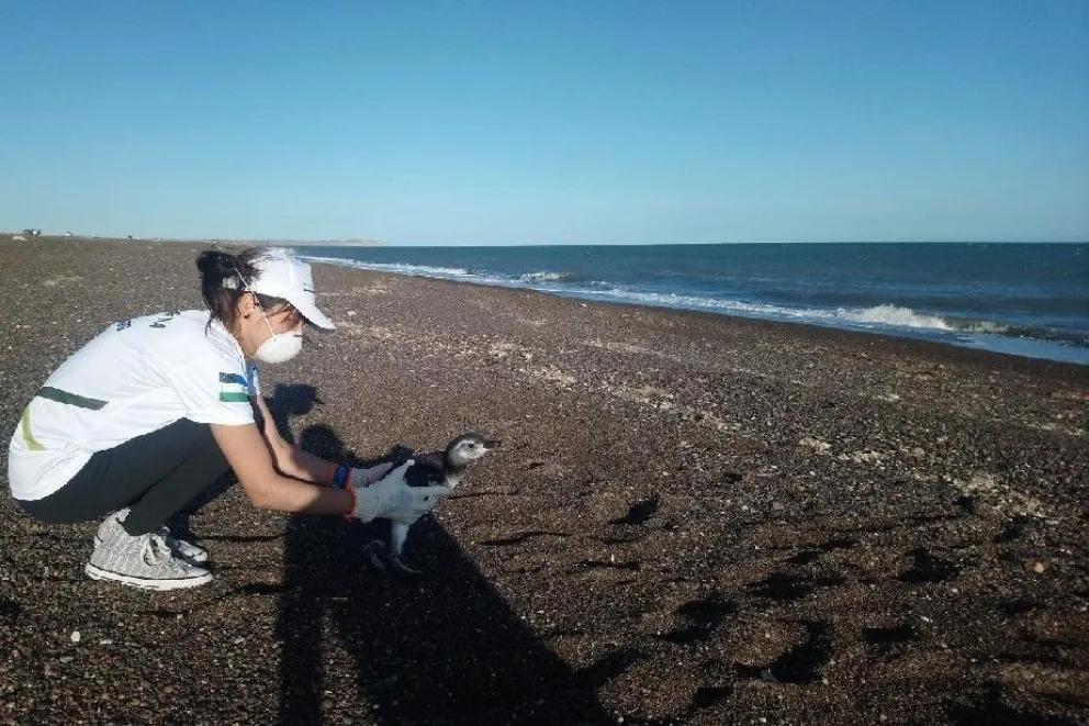 Liberaron un pingüino encontrado en San Javier