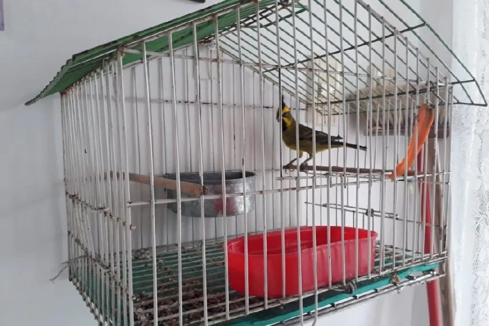 Lograron capturar aves en peligro de extinción