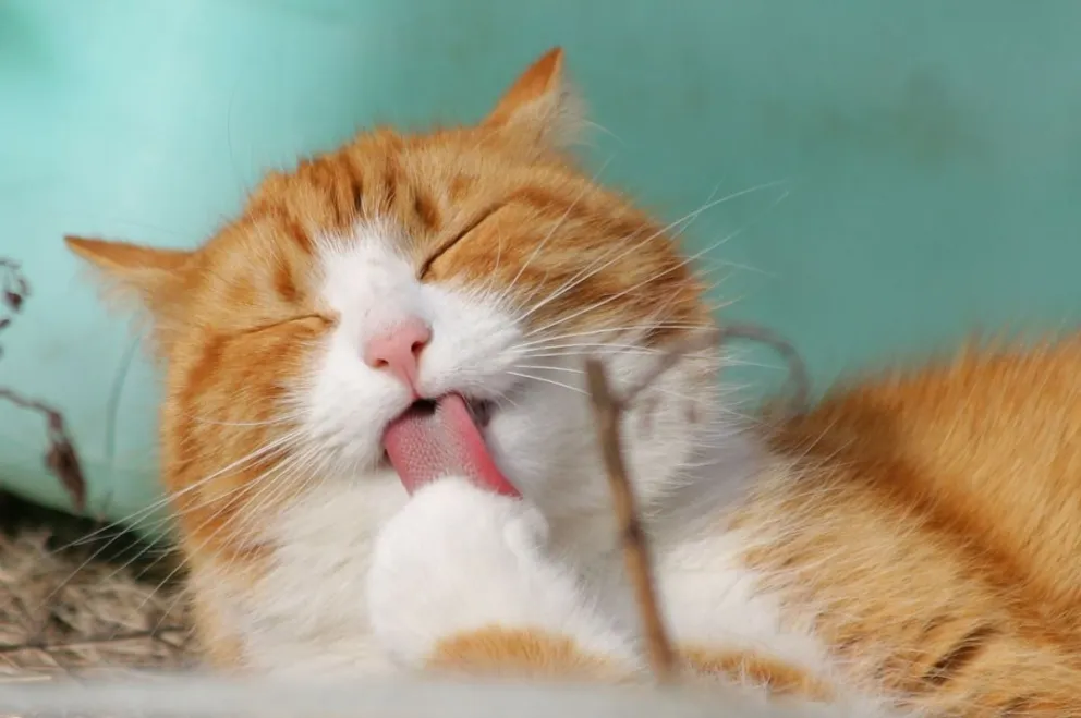 El efecto calmante detrás de la música compuesta para gatos