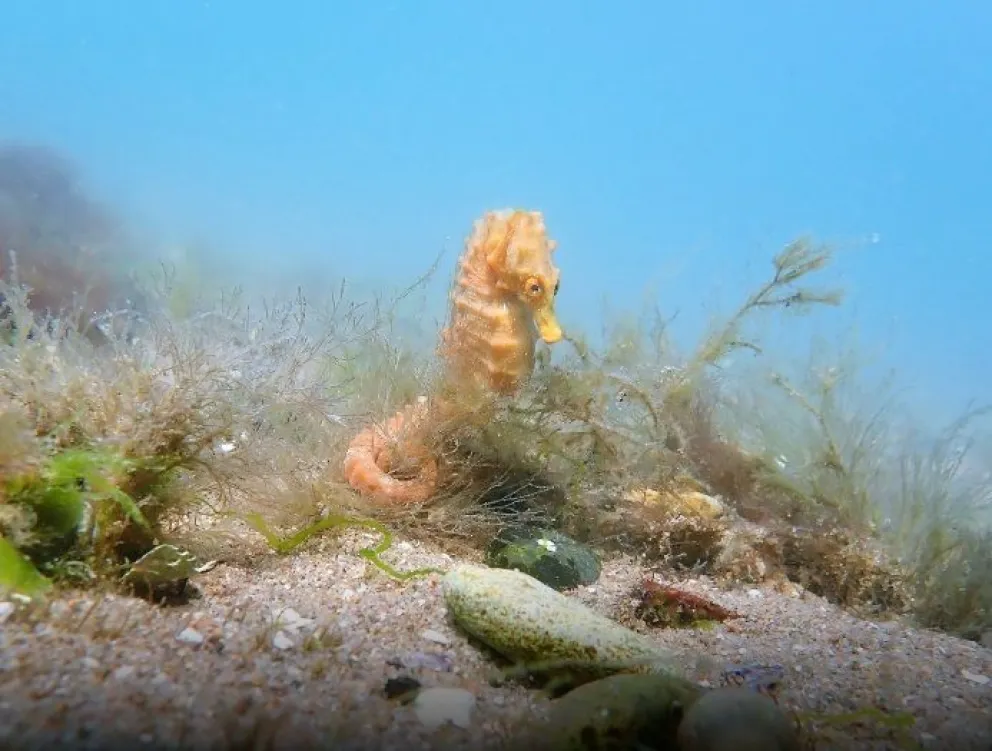 Declaran Monumento Natural al caballo de mar de San Antonio  