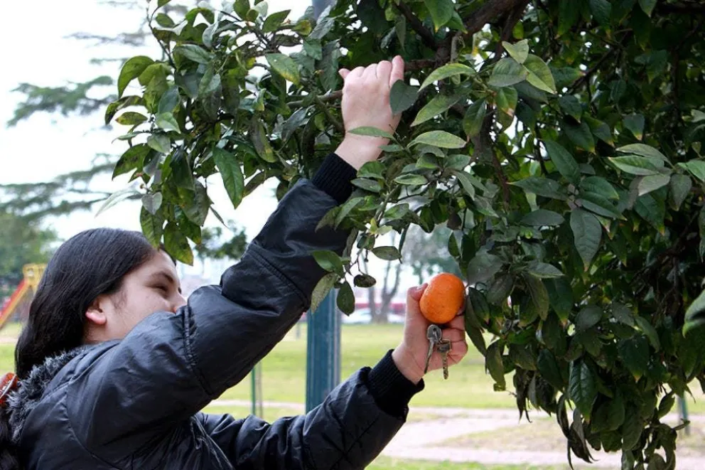 Proponen plantar árboles frutales en Viedma