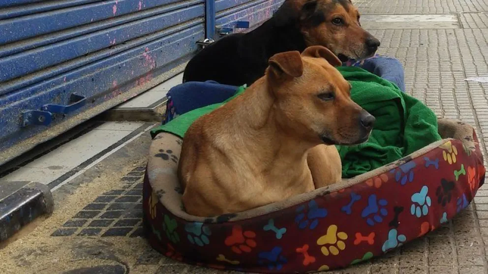 Campaña de esterilización gratuita en el CAMu