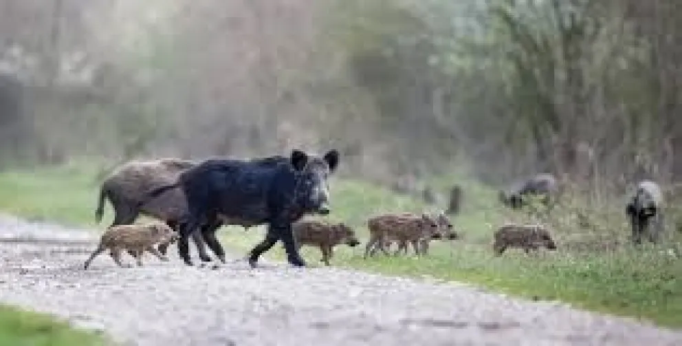 Habilitarán la caza plaguicida de jabalí