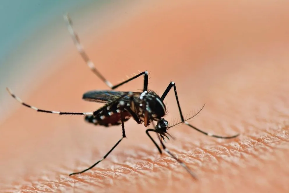 Los casos de dengue aumentaron un 66 por ciento