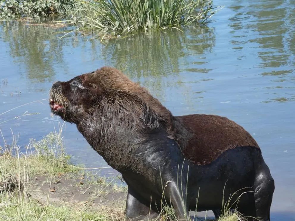 Critican el abandono de un lobo marino en el río