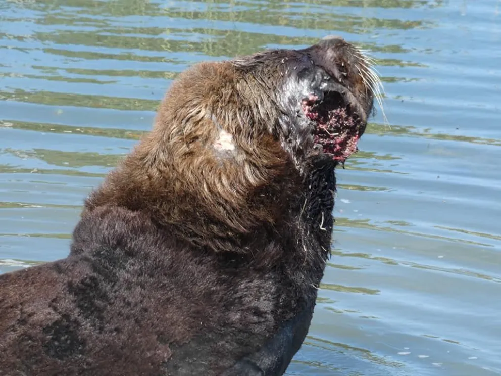 Falleció el lobo marino abandonado