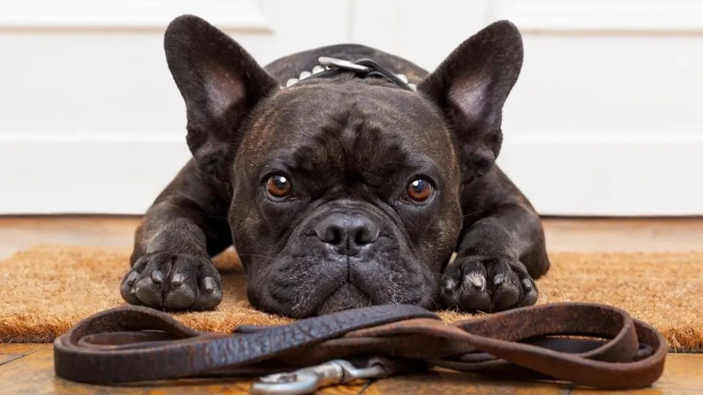 La OMS asegura que las mascotas no transmiten coronavirus