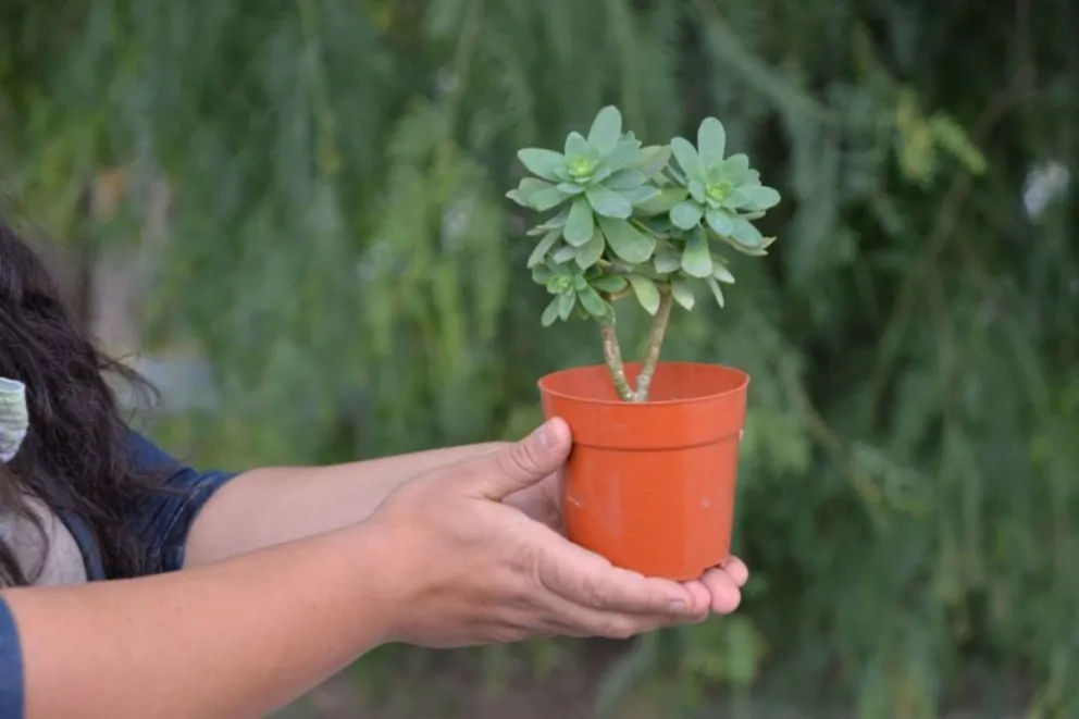 El poder de las plantas, compañía en cuarentena
