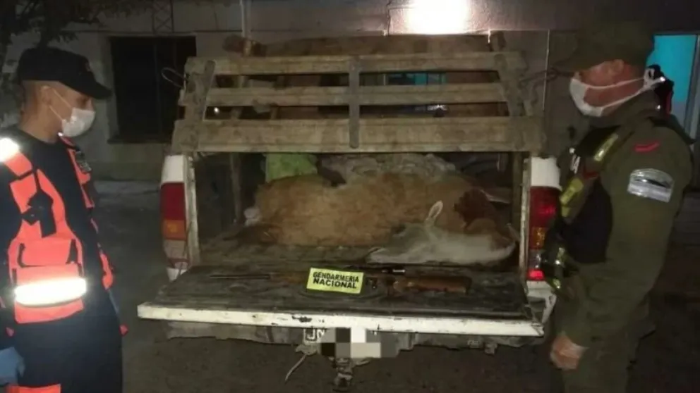 Detuvieron a un hombre por cazar guanacos durante la cuarentena