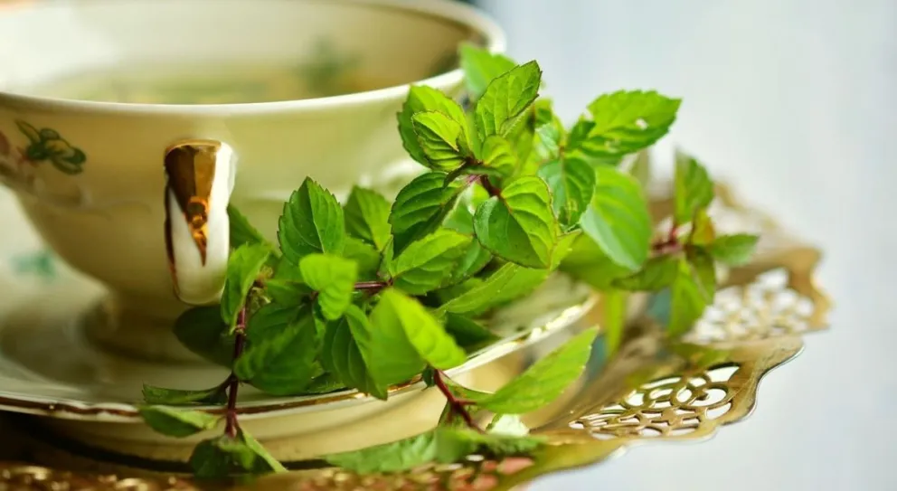 Descubrí las propiedades del Té de Menta