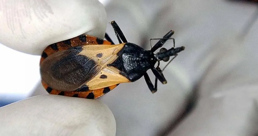 Por primera vez se celebra el Día Mundial del Mal de Chagas