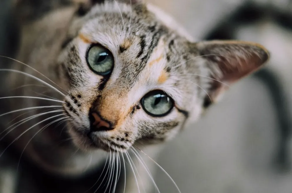 Beneficios de adoptar a un gato como mascota