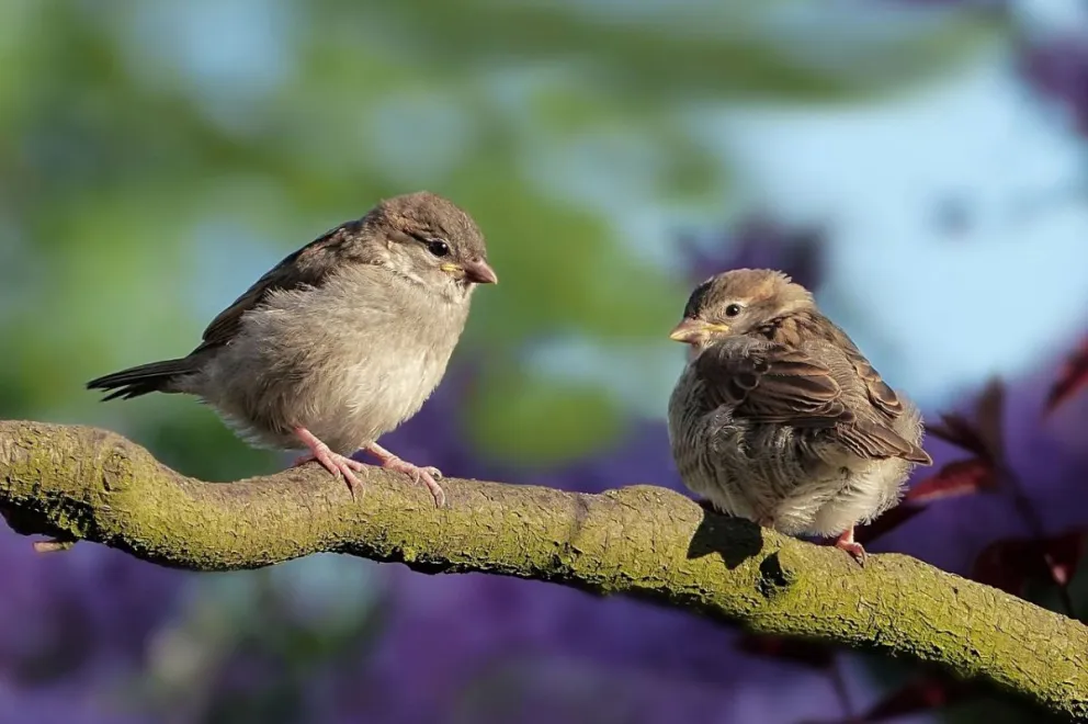 Las aves ¿ pueden aprender melodías nuevas?