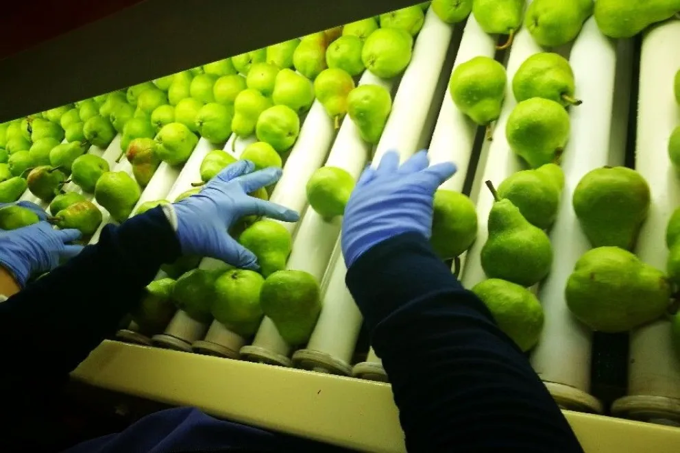 Pese a la pandemia, la cosecha de frutas fue exitosa